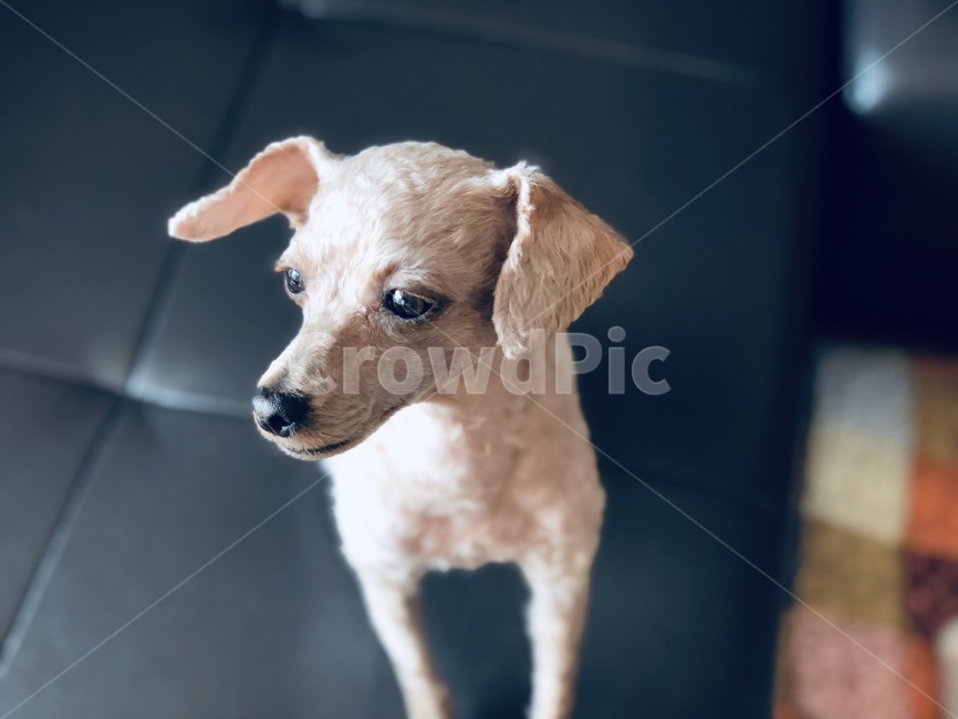 반려동물,강아지,귀여움,앉아,간식,아련함,푸들,푸들털,곱슬,동물,animal,포유류,mammal,개,강아지,dog,doggy