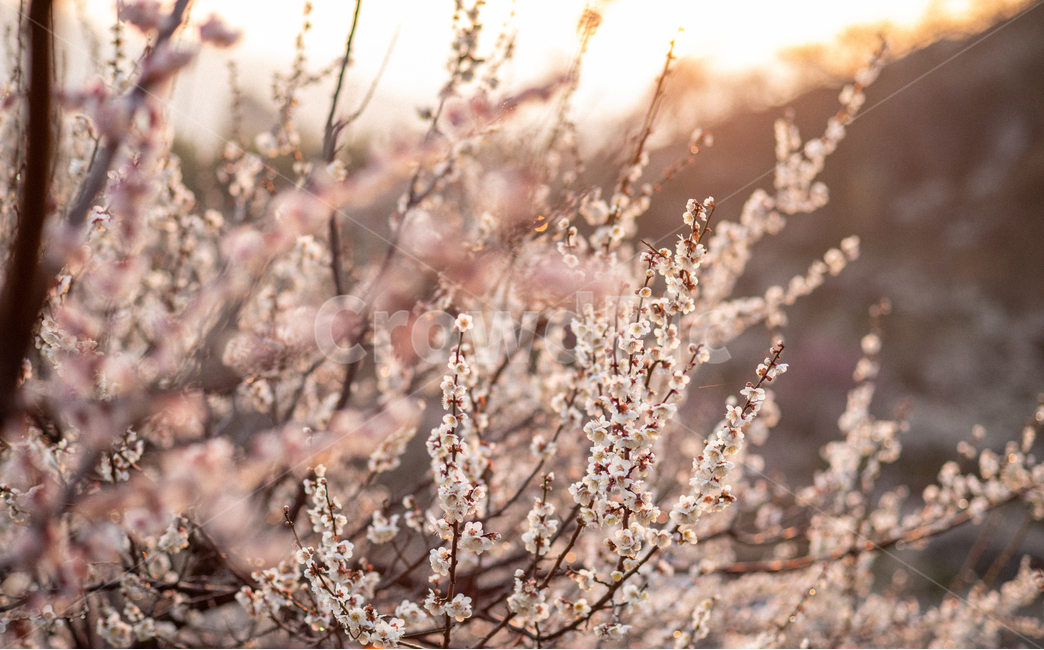 광양,홍쌍리,매화,봄,꽃,flower,꽃밭,식물,빛내림,봄,계절,spring,season