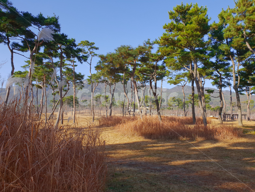 소나무숲,풍경,나무,겨울,자연,savanna,대초원,grassland,목초지,nature,field,들,outdoors,옥외