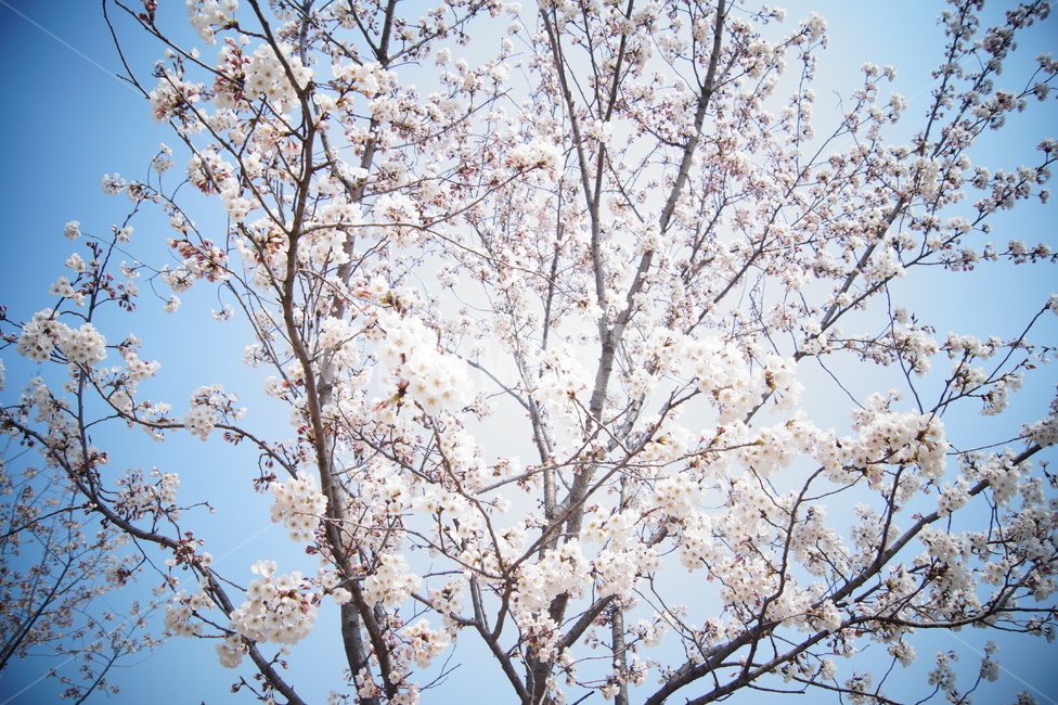 봄,꽃,벚꽃,하늘,필름카메라,필터,분위기,봄,계절,spring,season,식물,자연,plants,nature,꽃,flower,plant,cherry blossom,blossom