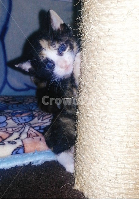 동물,고양이,코리안숏헤어,코숏,아기고양이,동물,animal,포유류,mammal,고양이,cat,kitten,kitty