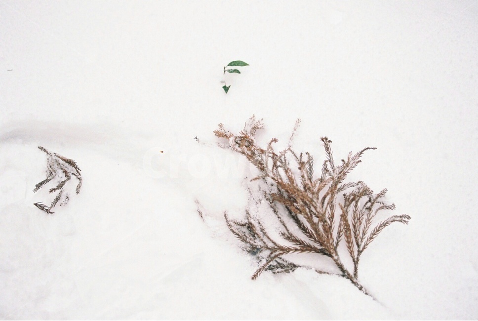 겨울,겨울풍경,필름,필름사진,flim,snow,눈오는풍경,눈,제주도,겨울제주,자연,겨울,계절,winter,season