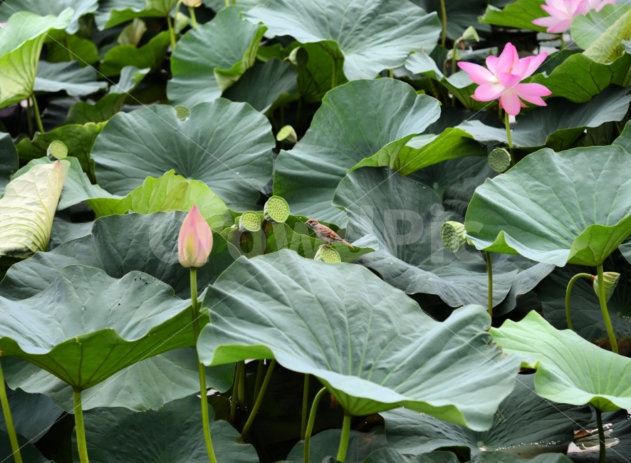 연자방,참새,풍경,자연,연꽃,식물,자연,plants,nature,꽃,flower,동물,animal,조류,새,birds