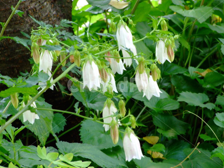 꽃,식물,초롱꽃,한국의야생화,flower,식물,자연,plants,nature,꽃,flower