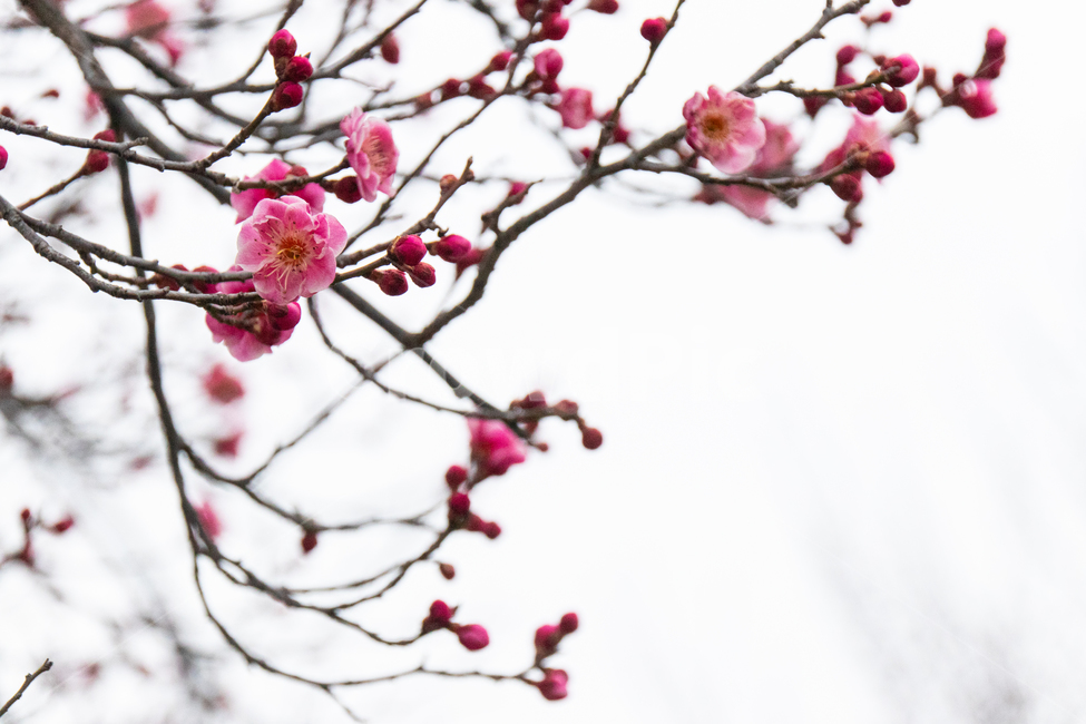 홍매화,매화,apricot,flower,blossom,꽃,빨간꽃,red,봄,계절,spring,season,식물,자연,plants,nature,꽃,flower