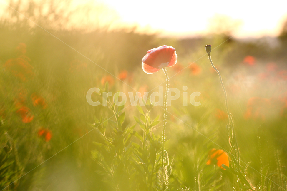 korea,gangwondo,landscape,nature,flower,poppy,garden,senset,summer,한국,자연,풍경,꽃,양귀비,양귀비밭,노을,여름,여름꽃,계절,식물,자연,plants,nature,꽃,flower