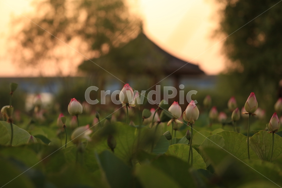 부산,삼락공원,노을,연꽃,꽃,정자,수련,자연,풍경,nature,landscape,식물,plants,꽃,flower,plant