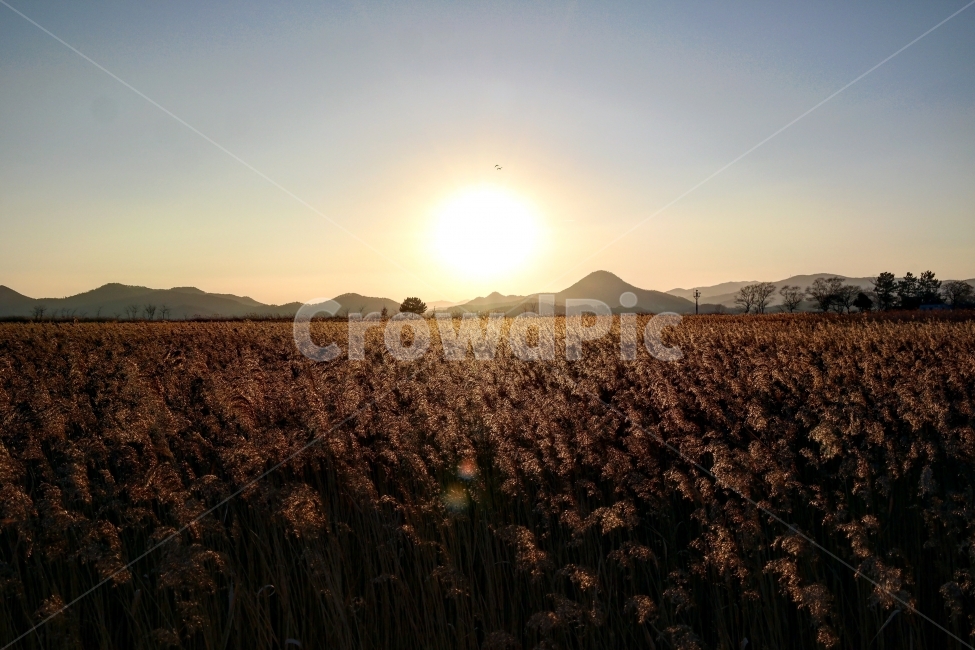 전라도,순천,순천만습지,여행,갈대,가을,계절,fall,autumn,season,자연,풍경,nature,landscape,한국자연풍경,한국자연경관,korea nature landscape,flare,플레어,light,빛,ground,바닥