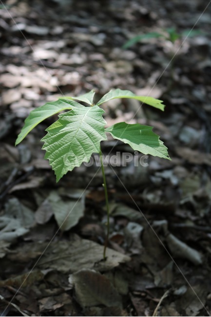 식물,햇빛,자연,plants,sunshine,sunlight,nature,shokubutsu,hizashi,초록,green,midori,식물,자연,plants,nature