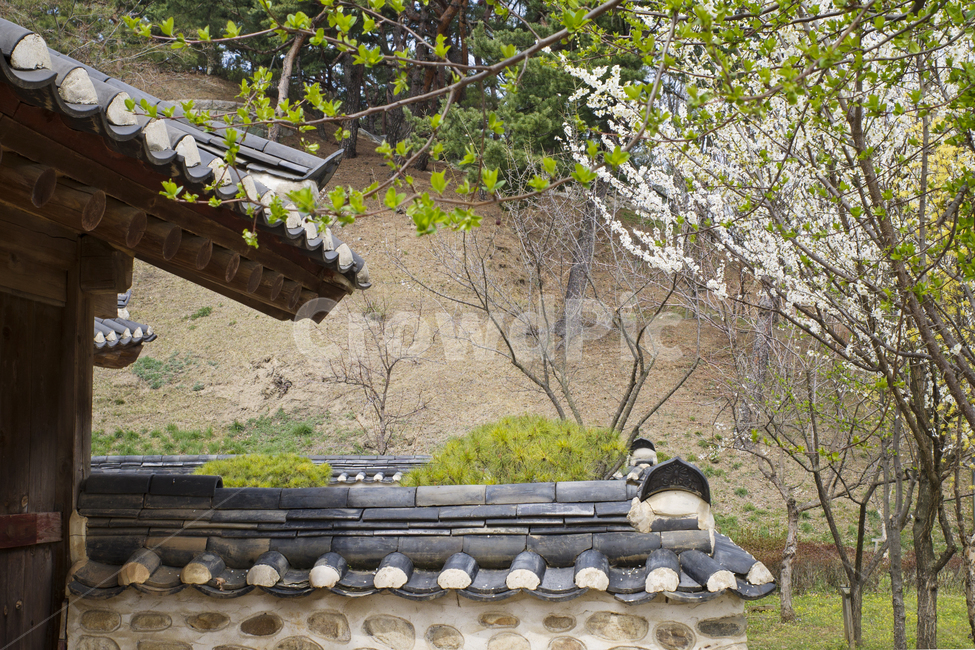 plant,식물,cherryblossom,벚꽃,flower,꽃,blossom,목련,magnolia,봄,spring,fresh,bluesky,korean,oriental,season,nature,tree