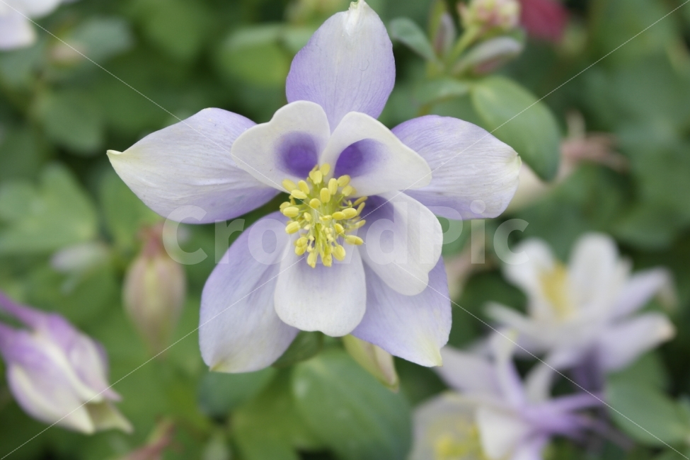 flower,plant,Pureflower,pure,violet,꽃,플라워,식물,순수,예쁜꽃,보라색,보라색꽃,prettyflower,Aquilegiabuergarianavaroxysepala,쌍떡잎식물,매발톱꽃,꽃뿔,Columbine,식물도감,들꽃,야생화,배경,느낌,감성,인쇄,디자인,전단,잡지wepdesign,design,advertisement,column,컬럼,뉴스레터,마케팅,홍보물,홍보,식물,자연,plants,nature,꽃,flower