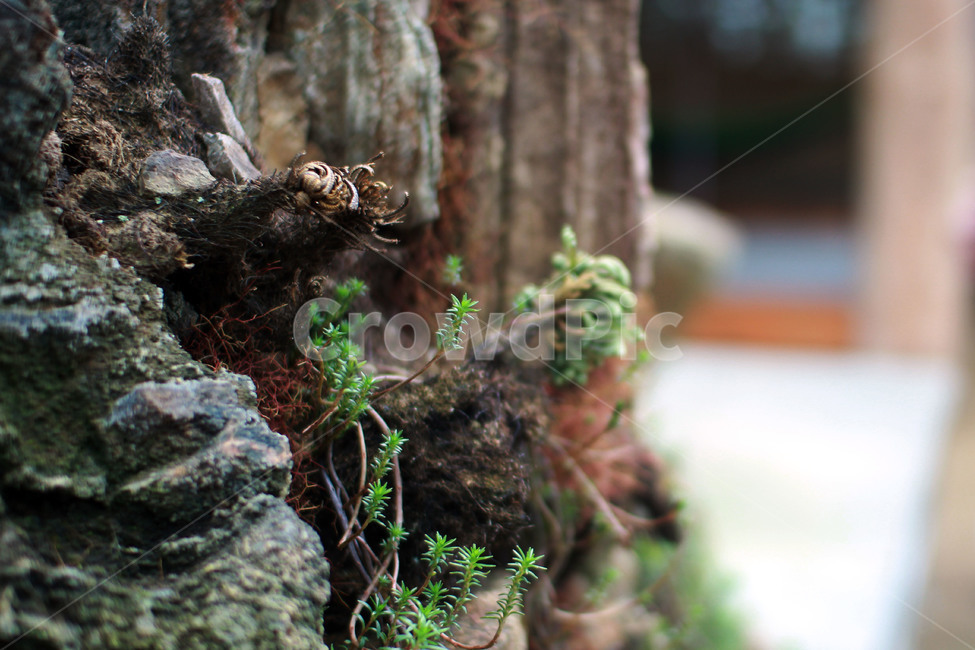 돌,이끼,moss,식물,plant