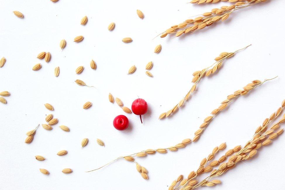 쌀,벼,곡식,곡물,음식,식재료,요리,곡류,rice,cereal,dry,ear,farming,food,gold,grain,harvest,isolated,korea,meal,nutrition,organic,plant,seed,yellow,cook,열매,빨강,red,fruit,곡류,곡식,cereals,연출,컨셉,콘셉,direction,concept,누끼,remove background