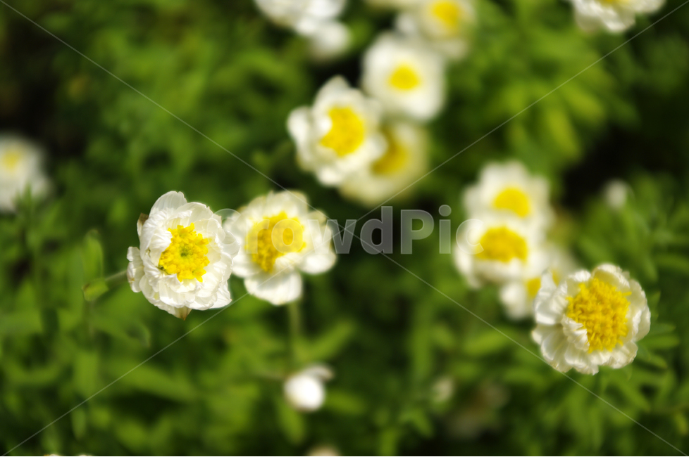 식물,flower,plants,nature,꽃,꽃봉오리,꽃밭,color,식물,자연,plants,nature,꽃,flower