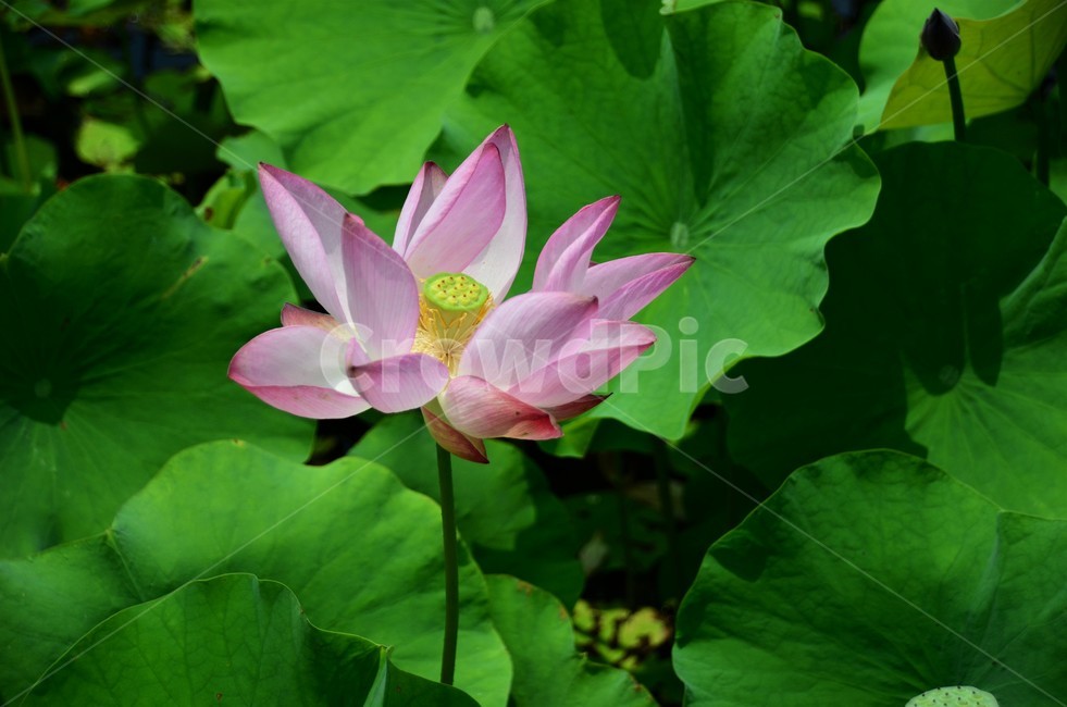 연꽃,연자방,수생식물,수련과,청결,신성,여러해살이풀,식물,자연,plants,nature,꽃,flower