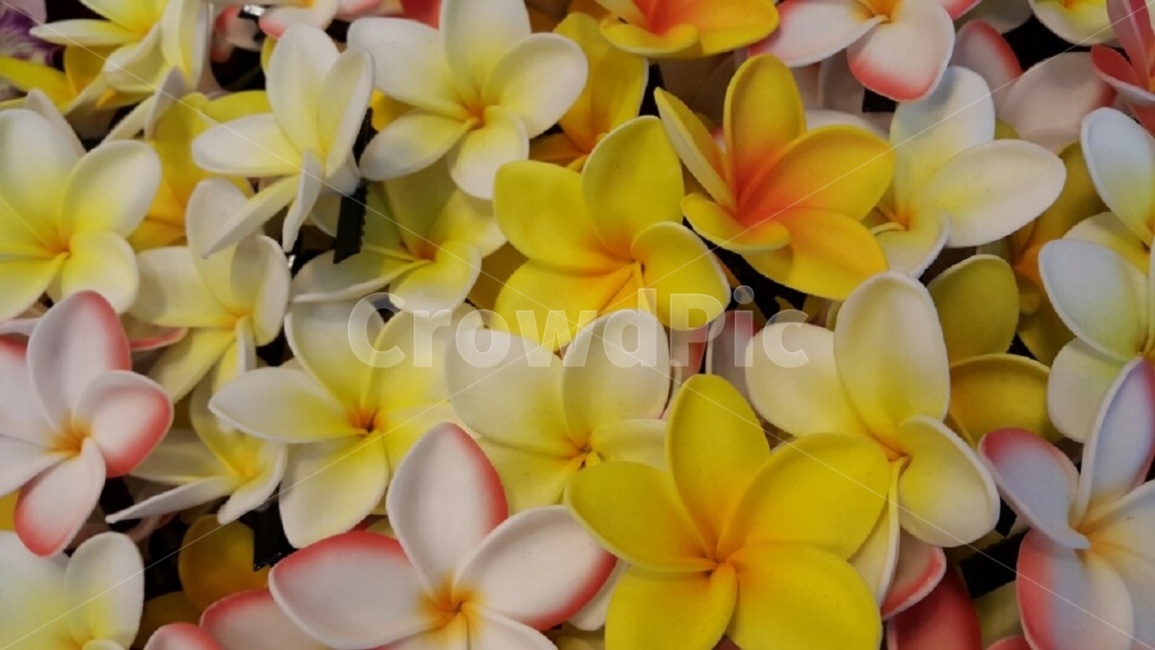 노란꽃,꽃,아름다움,자연,yellow,flower,beauty,nature,식물,자연,plants,nature,꽃,flower