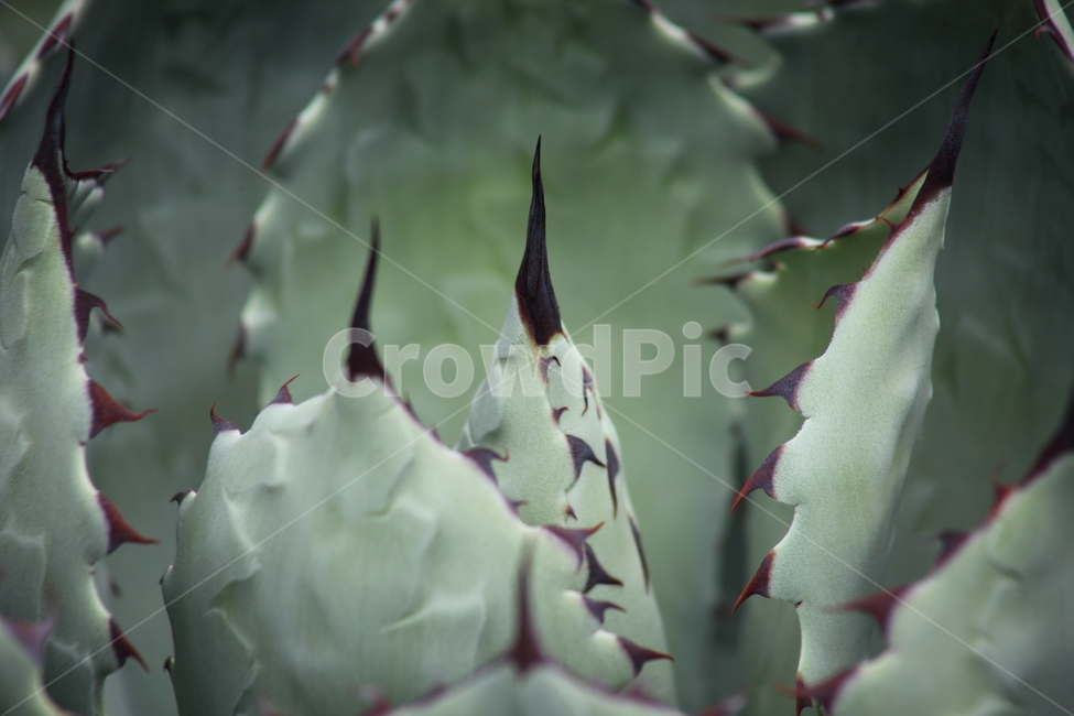선인장,가시,온실,agaves,길상천
