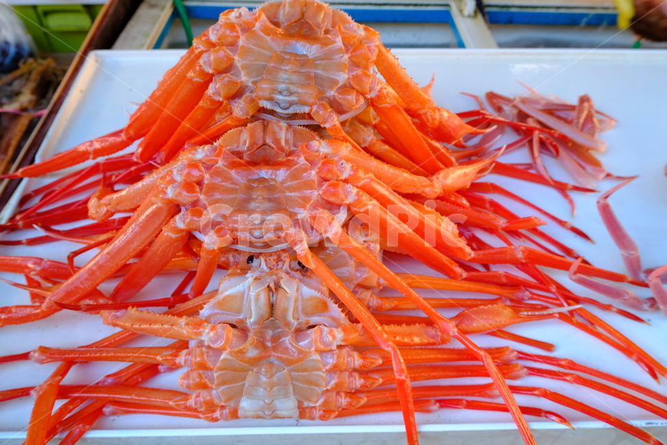 홍게,대게,게,영덕,영덕대게,바다,포항,시장,마트,마켓,market,mart,market place,음식,식재료,요리,food,cook,meal,dishes,food reserves,수산물,해산물,fishery products,seafood