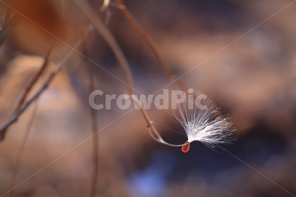 박주가리,milkweed,홀씨,씨앗,종자,식물,seed,자연,plants,nature,야생화,wildflower,식물,자연,plants,nature