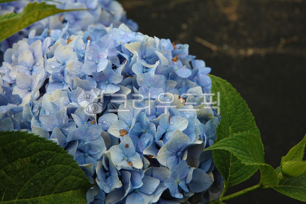 수국,수국화,국화,수국꽃,flower,blossom,꽃,plant,식물