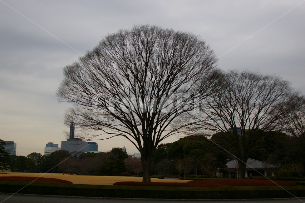 나무,식물,tree,plant,야외,treetrunk,나무줄기,감성사진