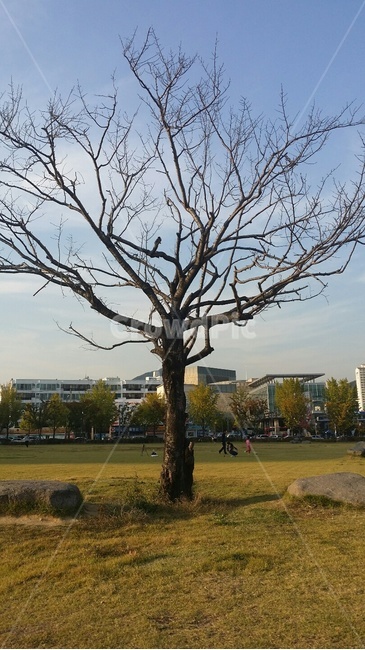 나무,가을,공원,감성,힐링,여유,외로움