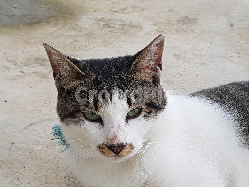 cat,고양이,animal,동물,애완동물,pet,포유류,동물,animal,포유류,mammal,고양이,cat,kitten,kitty