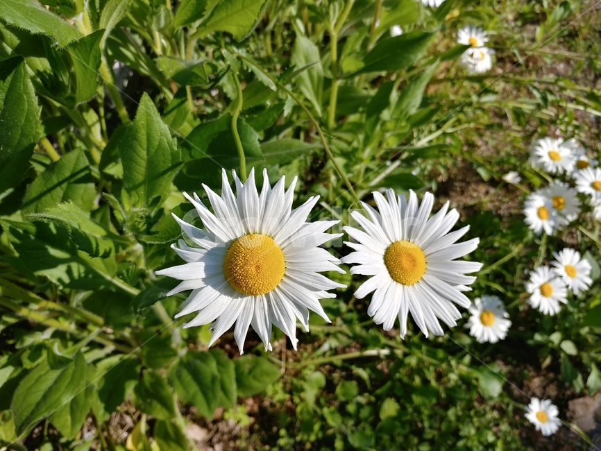 국화,식물,국화과,감국,산국,산구절초,울릉국화,엉거시과,다년생풀