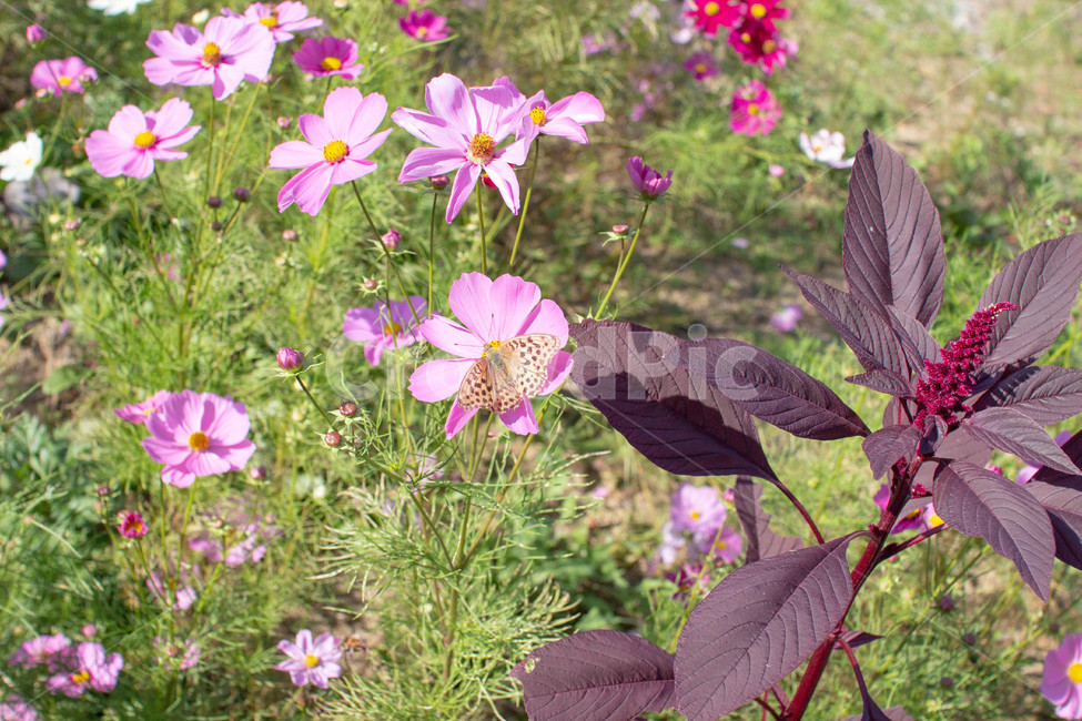 꽃,화분,화단,plant,식물,flower,geranium,제라늄,코스모스,가을꽃,식물,자연,plants,nature,꽃,flower