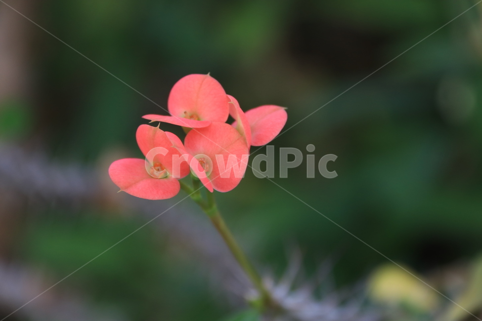 plant,leaf,잎,빨간꽃,꽃기린,flower,꽃,꽃잎,식물,식물,자연,plants,nature,꽃,flower