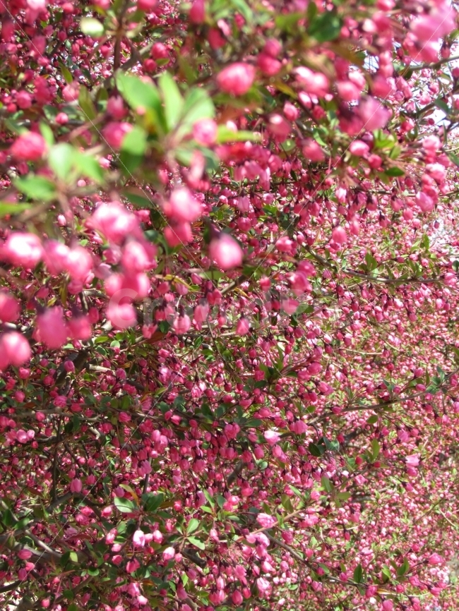 풍경,꽃,자연,순간,여행,봄,계절,spring,season,식물,자연,plants,nature,꽃,flower