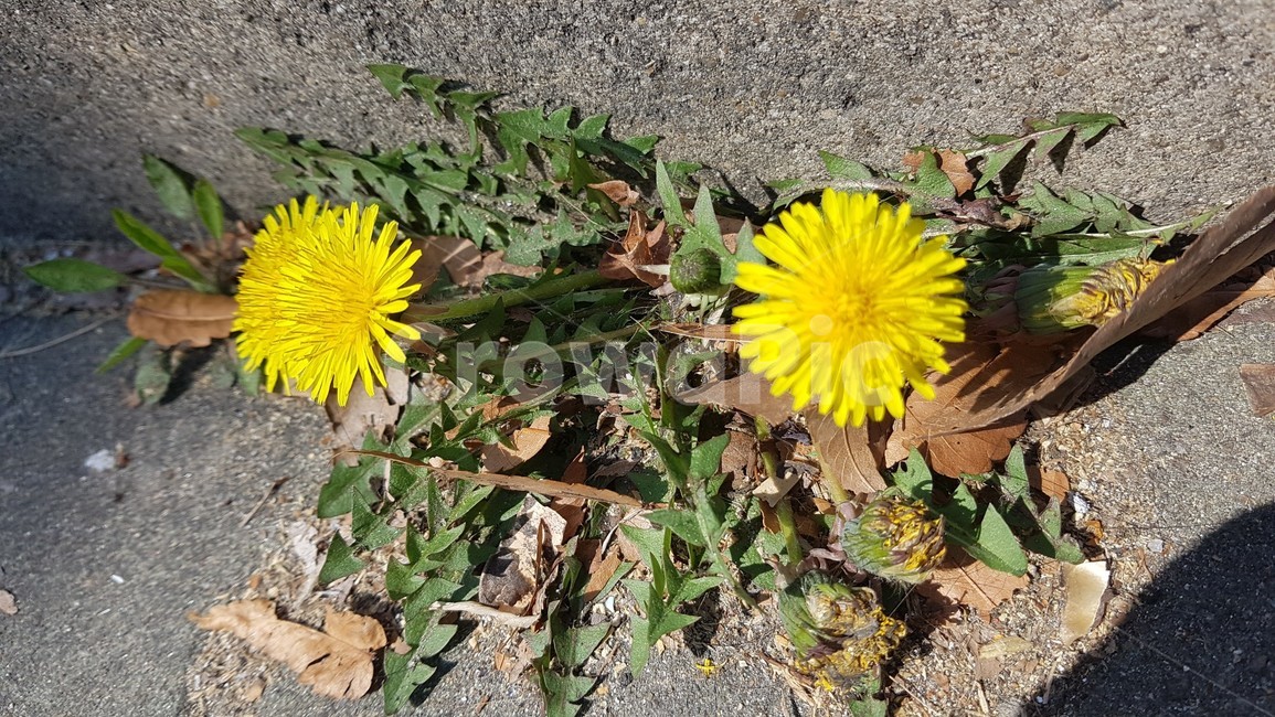 plant,식물,flower,꽃,봄,쌍둥이