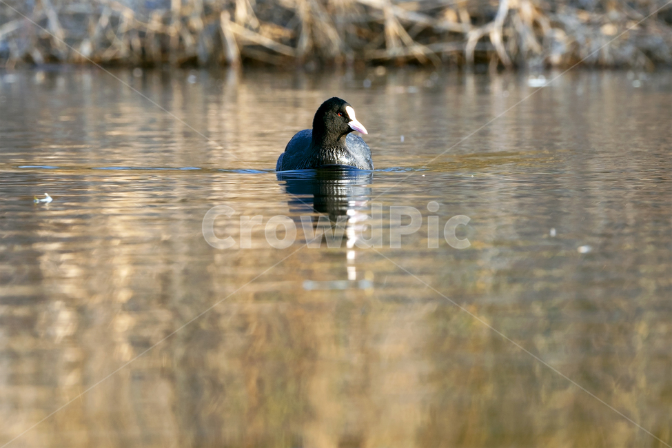 물닭,새,조류,야생동물,자연,생태,생태계,coot,nature,animal,bird,동물,animal,조류,새,birds