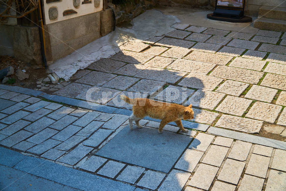 고양이,길고양이,동물,도시,길,도로,cat,야옹이,동물,animal,포유류,mammal,고양이,cat,kitten,kitty