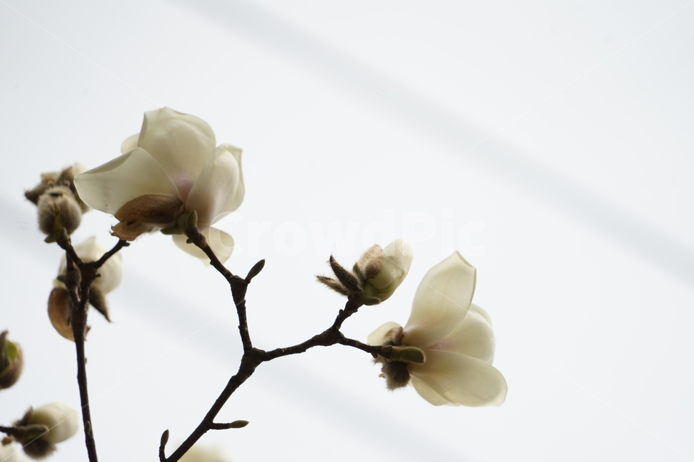 plant,식물,flower,꽃,목련,magnolia,봄,계절,spring,season