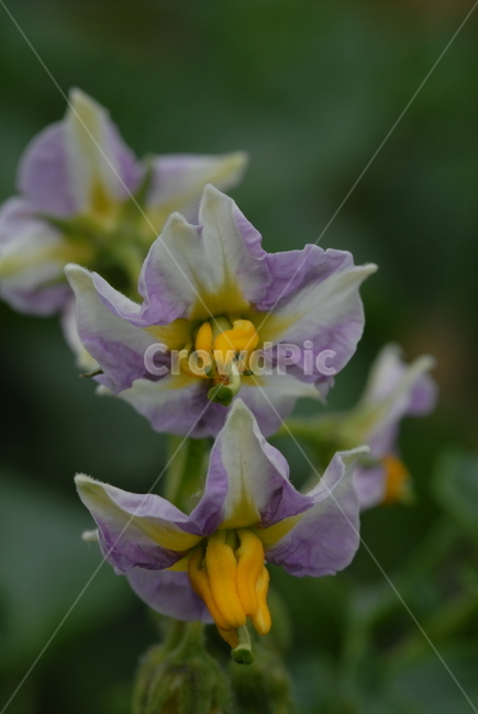 꽃,식물,flower,감자,감자꽃,식용작물,작물
