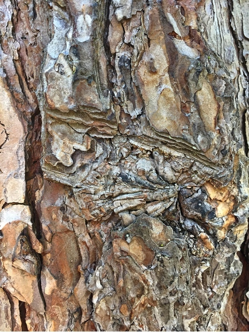 나무,주름,자연,껍질,목재,tree,skin,스킨,껍데기,wood,nature,식물,자연,plants,nature,나무,trees,wood,텍스처,질감,패턴,texture,pattern