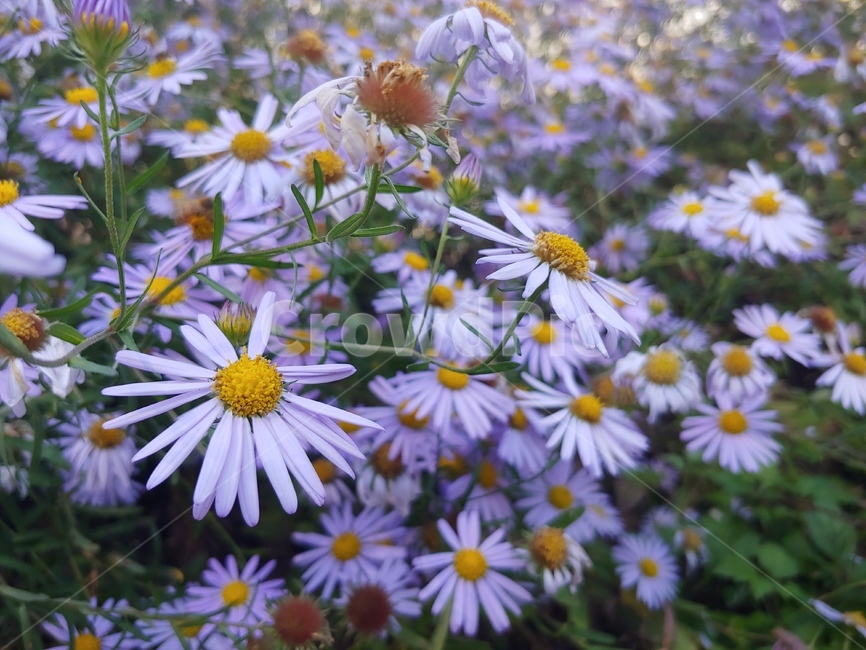꽃,야생화,식물,데이지,이쁜,flower,daisy,꽃,flower
