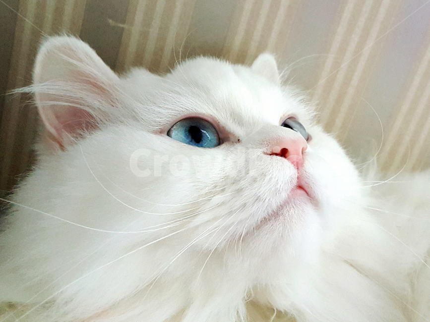고양이,페르시안,동물,미묘,반려묘,반려동물,얼굴,화이트,귀여움,애완동물,눈,사랑스러움,사랑,cat,kitten,cute,lovely,animal,동물,animal,포유류,mammal,고양이,cat,kitten,kitty