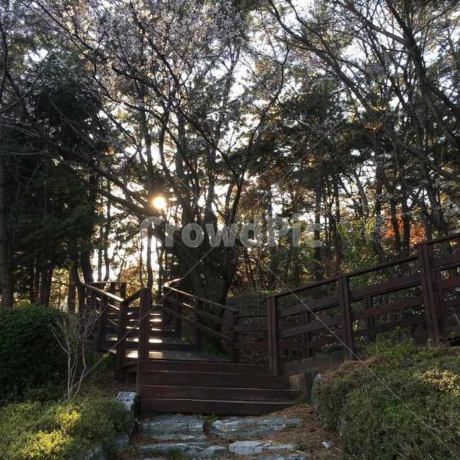 나무,계단,어둠,분위기,숲,햇빛,울창,초록,자연,풍경,nature,landscape,garden,정원,outdoors,옥외,arbour,정자