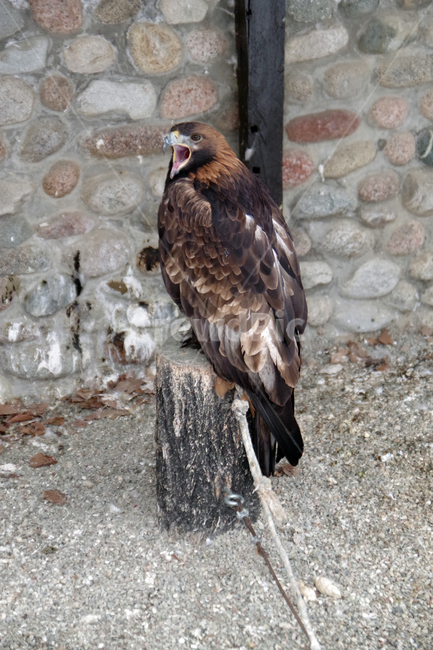 새,독수리,동물원,알마티,카자흐스탄,맹금류,eagle,birds,zoo,almaty,kazakhstan