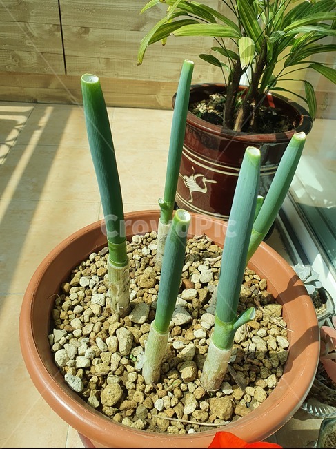 plant,식물,봄,날씨,따뜻,spring,weather,warm,홈텃밭,베란다,파,food