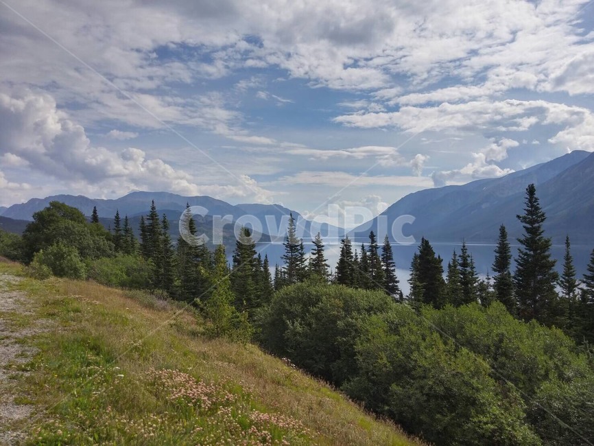 캐나다,화이트호스,호수,아름다운경치,장엄한,자연,풍경,nature,landscape,tree,나무,plant,식물,fir,전나무