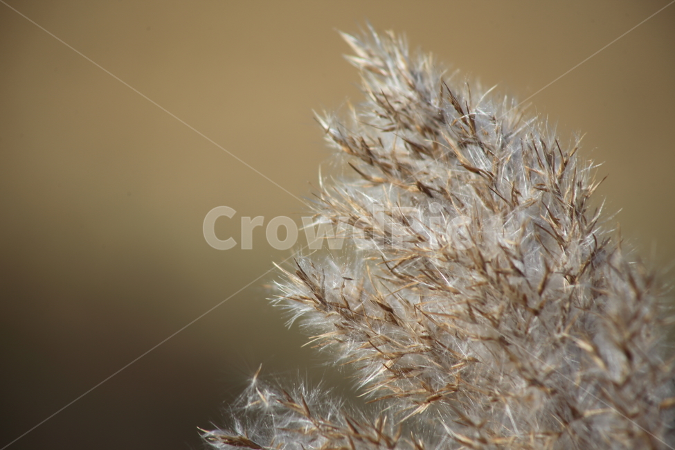 식물,풀,잡초,갈대,commonreed,식물,자연,plants,nature