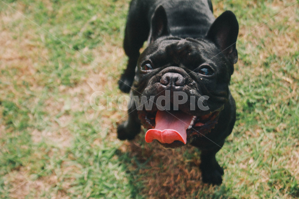 불독,프렌치불독,강아지,검정강아지,bulldog,frenchbulldog,애완견,blackdog,poppy,검은강아지,애완동물,프랑스불독,송곳니,동물,dog,개,pet,animal,canine,mammal,동물,animal,포유류,mammal,개,강아지,dog,doggy
