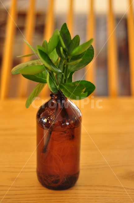 카페,테이블,물병,화분,인테리어,식물,병,cafe,table,waterbottle,interior,plants,식물,자연,plants,nature,인테리어,실내디자인,interior design