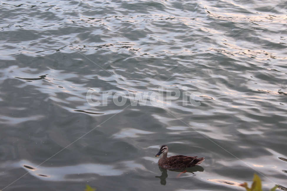 animal,동물,outdoors,옥외,bird,새,water,물,오리,동물,animal,조류,새,birds