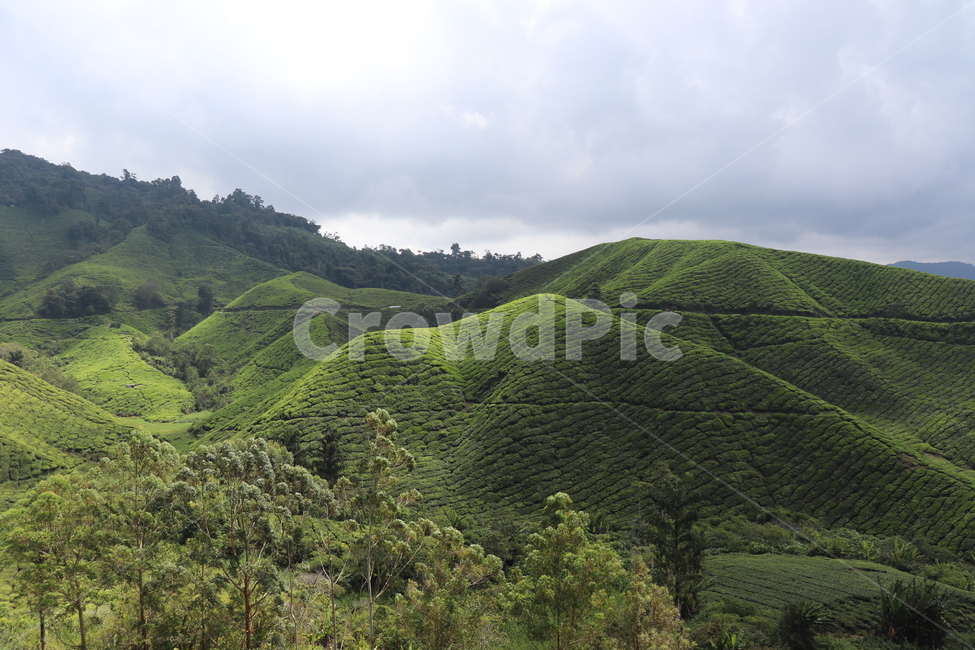 nature,자연,언덕,hill,차밭,차,자연,풍경,nature,landscape,outdoors,옥외