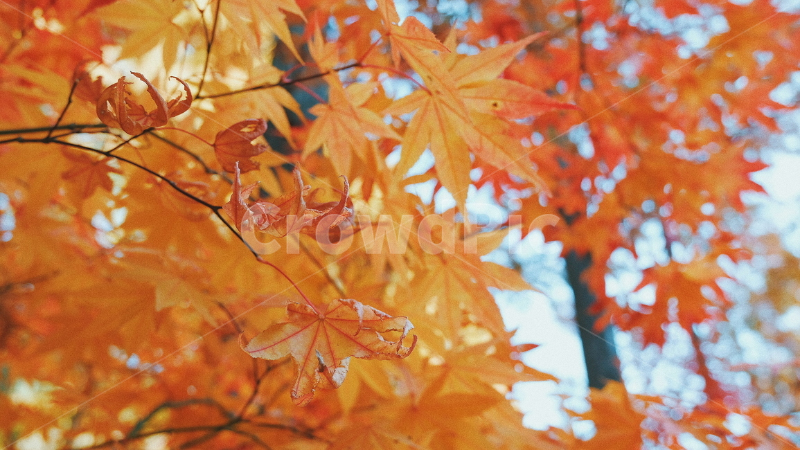 단풍,단풍나무,단풍잎,가을,자연,풍경,나무,가을,계절,fall,autumn,season,식물,자연,plants,nature,leaf,잎,plant,tree,maple
