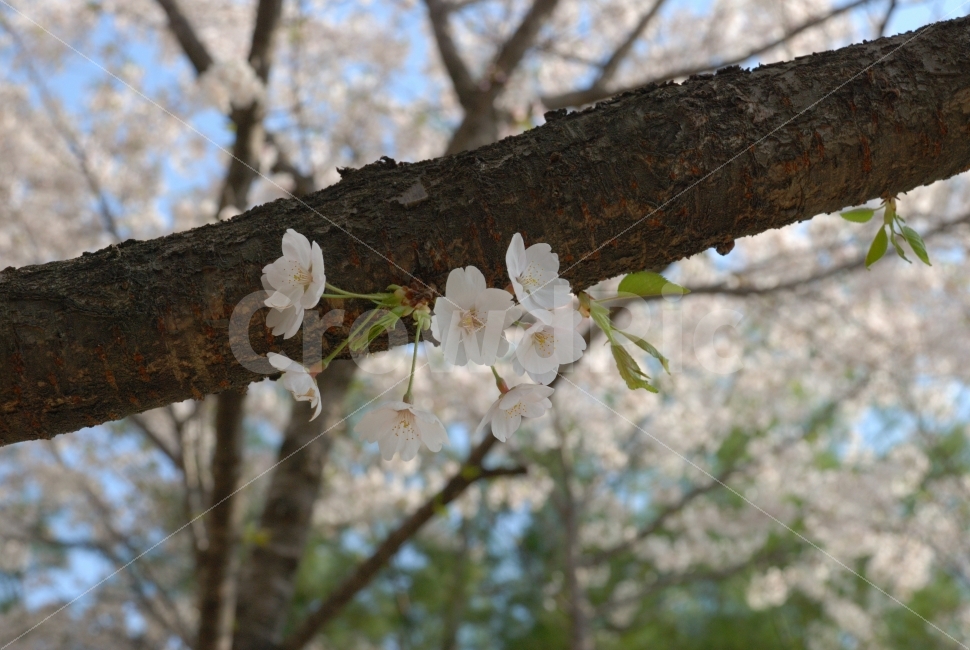 벚꽃,나무,공원,봄,축제,4월,조경,하얀,초록,자연,식물,자연,plants,nature,봄,계절,spring,season,꽃,flower,plant